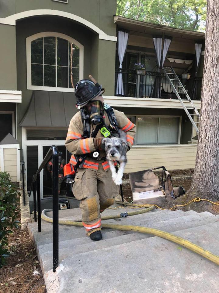 This little guy lives in an apartment building that had a working fire, yesterday. He was removed from the danger with no injuries and is doing well. The fire was quickly extinguished. Excellent work by the members of Cobb County Fire & Emergency Services.