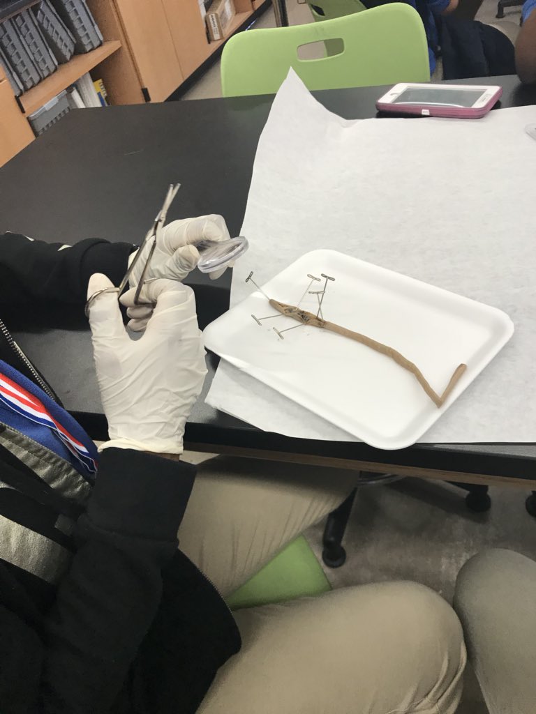 Dissecting Worms with <a href="/BSTEMEngineer/">Mrs. Delisle</a> at <a href="/BSTEMhartford/">Betances STEM</a> during STEM Plus class!! <a href="/STEMEdCT/">Erin Wilson-Ruff</a> <a href="/PathwaysAcad/">PathwaysAcademy</a> <a href="/CTScienceCenter/">Connecticut Science Center</a>