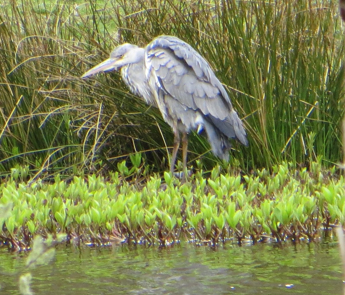 lynnemcblair's tweet image. Heron at Callendar Park today #Visitfalkirk #Falkirkwheel #Callendar Park