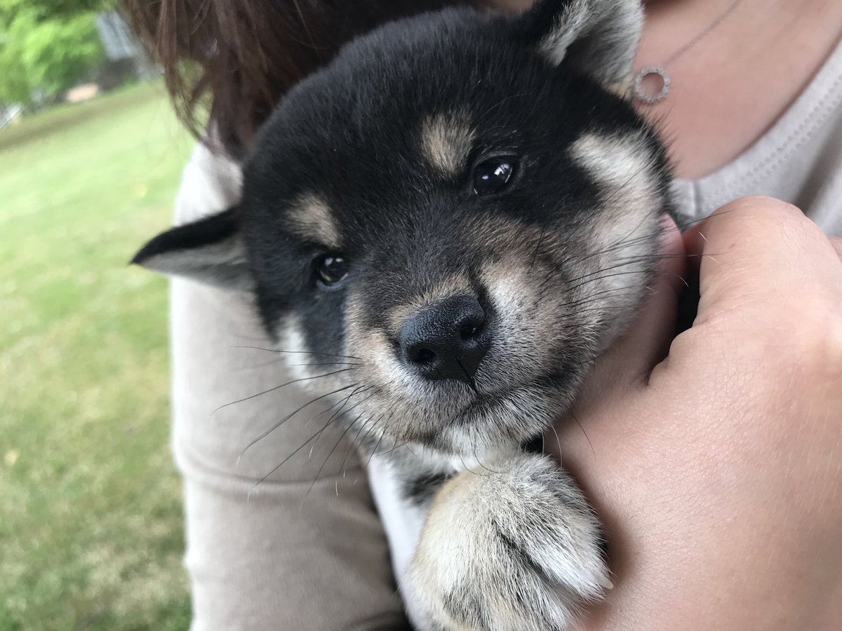 O Xrhsths あいぼん Sto Twitter 黒柴の赤ちゃん メチャクチャかわいい 連れて帰りたかった 柴犬 黒柴 柴犬子犬 黒柴子犬 柴犬パピー 黒柴パピー