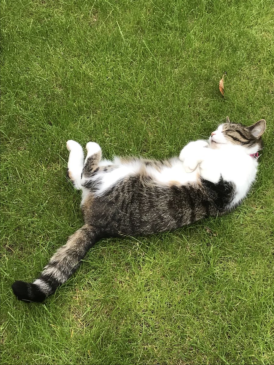 pheobefurball45's tweet photo. Just a spot of sunbathing now the sun ☀️ has decided to make an appearance 😺 https://t.co/7yBA25JCih