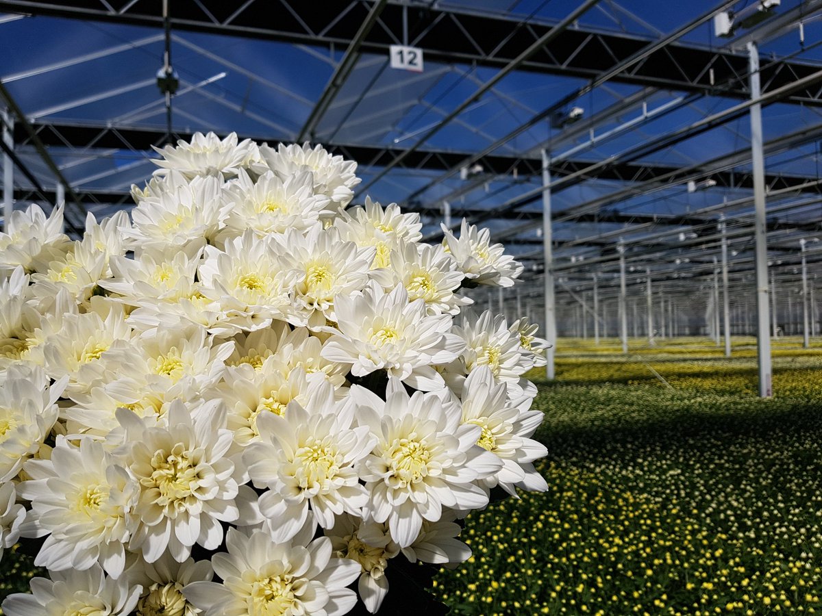 ChrisBFH's tweet photo. #Linflowers Chrysanten doet er alles aan om de kwaliteit van de bloemen in topconditie te houden, nu ook tijdens het mooie weer hogedruknevel wat zorgt voor frisse #chrysanten #Baltica #Zembla @Deliflor https://t.co/8ntAMsb9wd