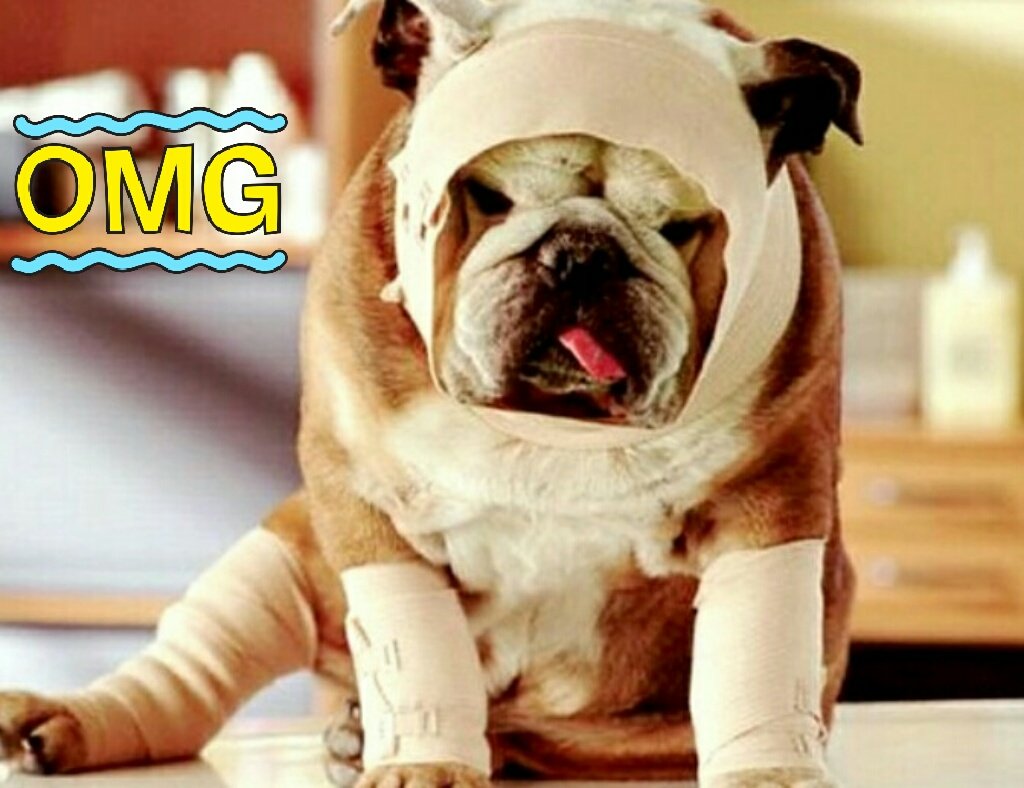 HispAnimals's tweet photo. Estás pensando en hacer un seguro a tu mascota??? Pues pasa por nuestro blog y déjate aconsejar https://t.co/xmAFMyn9Np
#Lomejorparatumascota #SeguroquelehagounSeguro #HispAnimals https://t.co/27lTAyUeJ2