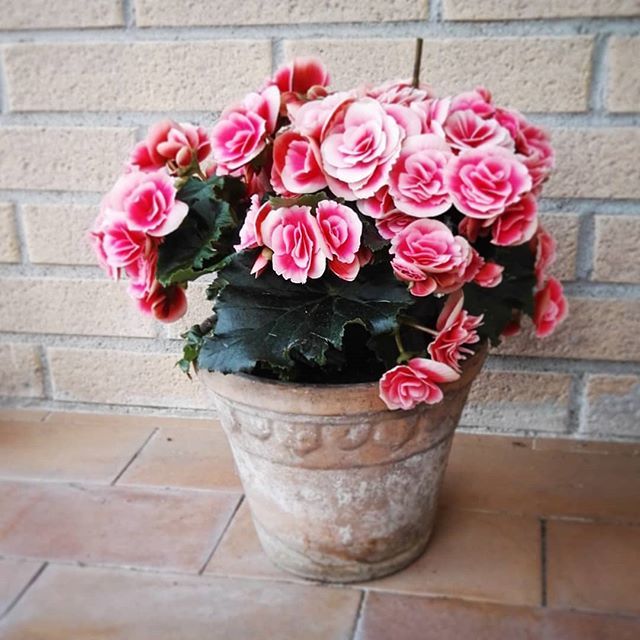 Lasmau's tweet photo. Ci sono cose di cui non si può fare a meno.
Le begonie, per esempio...
.
.
.
#flowerpower #flowers #instaflower #begonia #homesweethome #instaflower #flowergram #sulbalcone #may #cosebelle https://t.co/jFfrpyXdSj https://t.co/EAKxhPr1IY