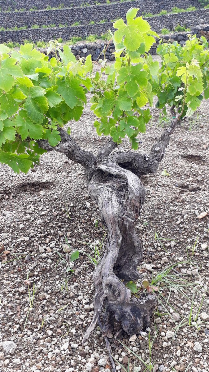 #SiciliaEP18 continua a #Pantelleria! Scopriamo i colori e i sapori della perla nera del Mediterraneo, e la viticoltura eroica dell’alberello Pantesco patrimonio #UNESCO insieme ai #winelovers! 🍇Let’s discover the colours &amp; flavours of Pantelleria, and the heroic viticulture!