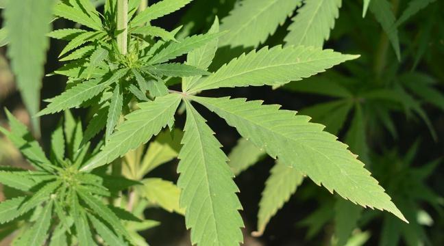 20Minutes's tweet photo. Une entreprise belge veut cultiver cinq tonnes de cannabis légalement https://t.co/pB3ahrwps2 #cannabis https://t.co/GEORFvwS6g
