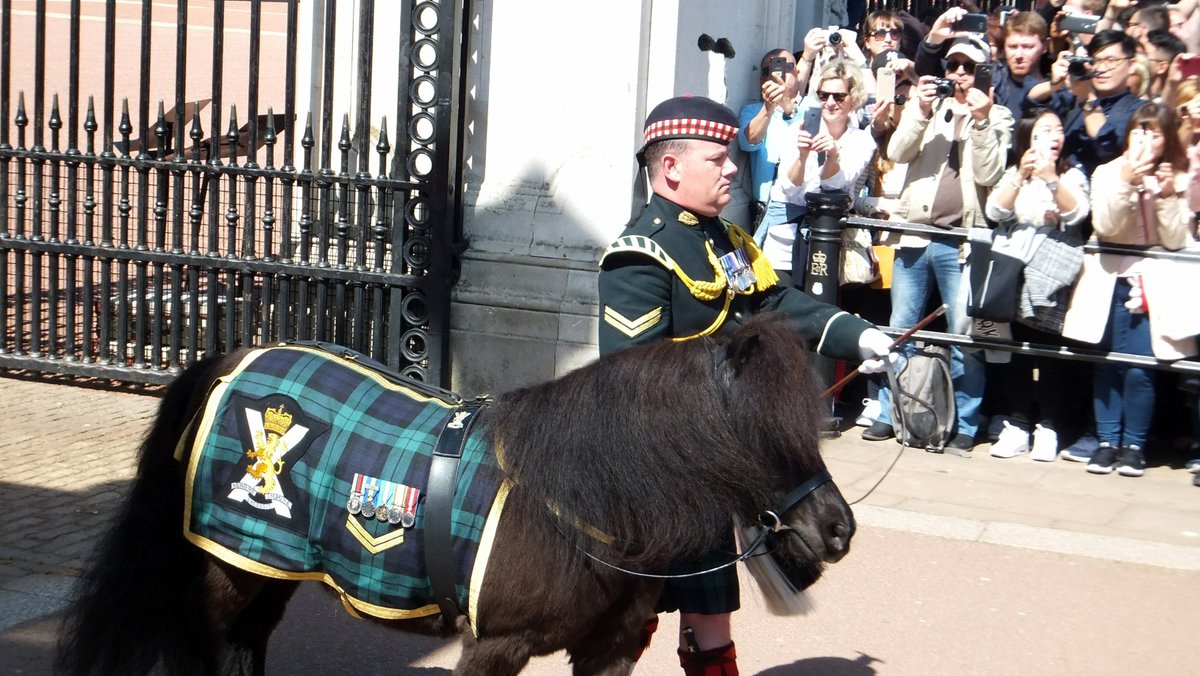 Graeme Wells (@elgindetacf) on Twitter photo Managed to catch the tail end of #ChangingGuard today. Just can't get used to seeing kilts down the Mall, but a wonderful sight nonetheless @5SCOTS. Managed a snap of <a href="/CplCruachan_IV/">Cpl Cruachan IV</a> too. Managed to catch the tail end of #ChangingGuard today. Just can't get used to seeing kilts down the Mall, but a wonderful sight nonetheless @5SCOTS. Managed a snap of <a href="/CplCruachan_IV/">Cpl Cruachan IV</a> too.