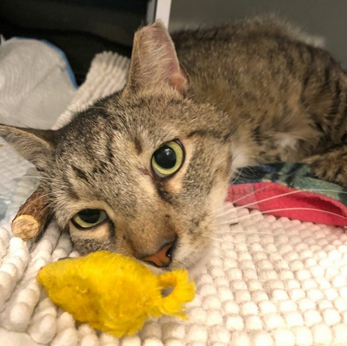 BBAWC's tweet image. Remember Henry? We rescued him down the street and he needed emergency medical care to survive (thanks for the support!) and seemed feral? Well...surprise! Turns out he's actually a friendly guy! Come by and meet him at the cafe. 
@CatCafeBK #adoptdontshop