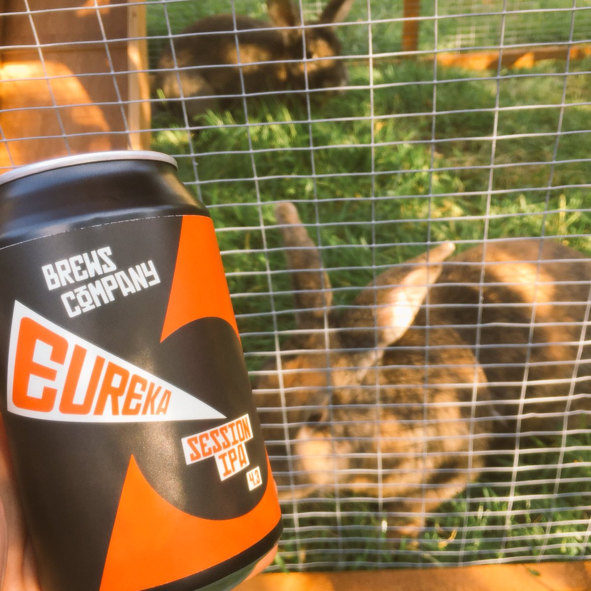 Three rabbits would be a crowd - thankfully <a href="/BrewsCompany/">Brews Company</a> are kickstarting our #BankHoliday #weekend #craftbeerfolk lush #paleale