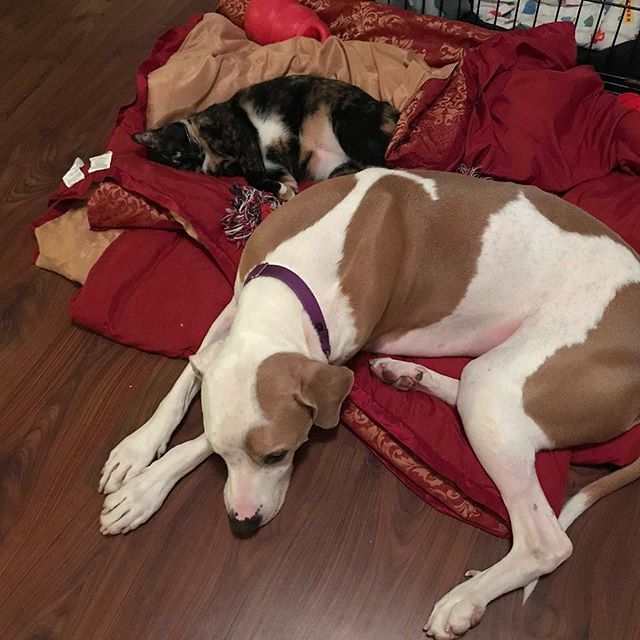 austinpetsalive tweet picture