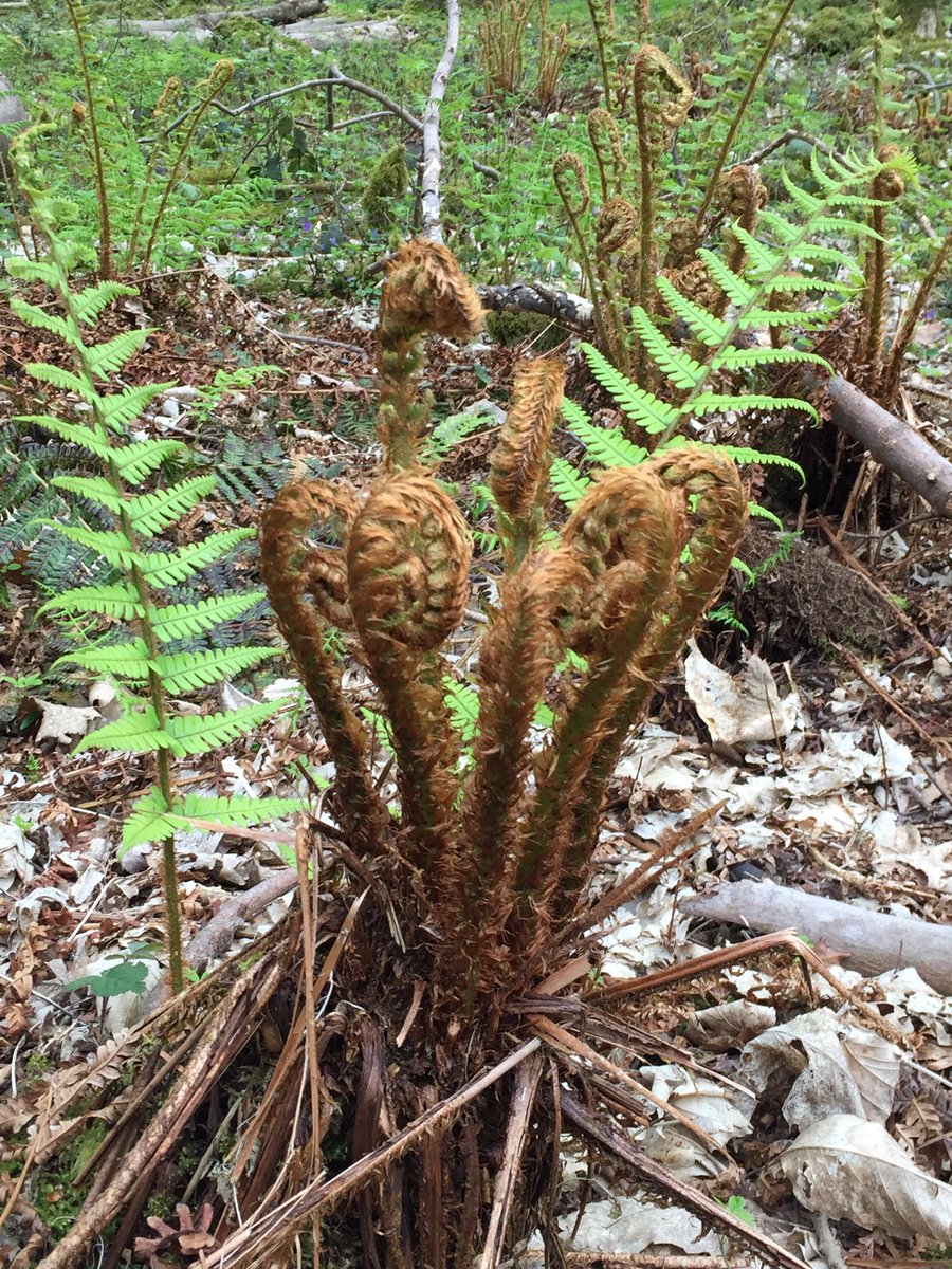 AlanEDown's tweet photo. Soft shield-fern (Polystichum setiferum) at that brief but un-worldly stage of unfurling croziers. A #britishnative #fern. #pteridology https://t.co/Q71QtzwbgY