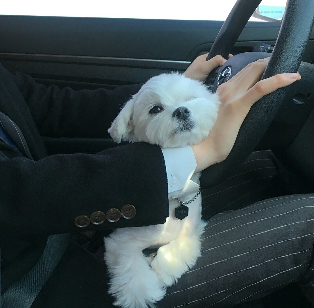 S23YN's tweet photo. # 🐩 / poonι beιng ѕo p r e c ι o u ѕ! : https://t.co/vNbj5BVIxt