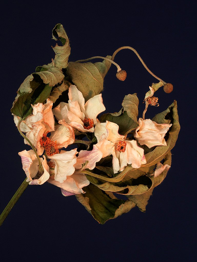 ©"Elegy of an Anemone" is a large, light-filled and richly textured archival pigment print on watercolour paper that was juried into our 145th Open Juried Exhibition. Part of a series "Conversations With Nature" by Clare Ross (OSA Vice President) clareross.ca