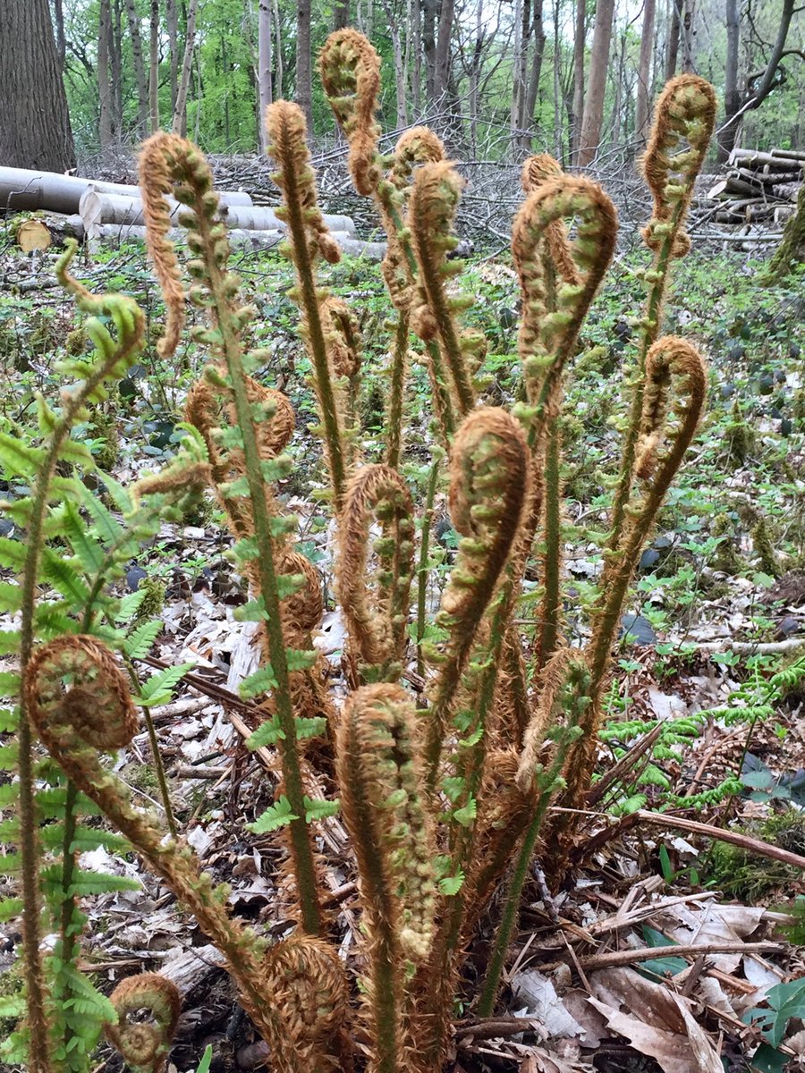 AlanEDown's tweet photo. Soft shield-fern (Polystichum setiferum) at that brief but un-worldly stage of unfurling croziers. A #britishnative #fern. #pteridology https://t.co/Q71QtzwbgY