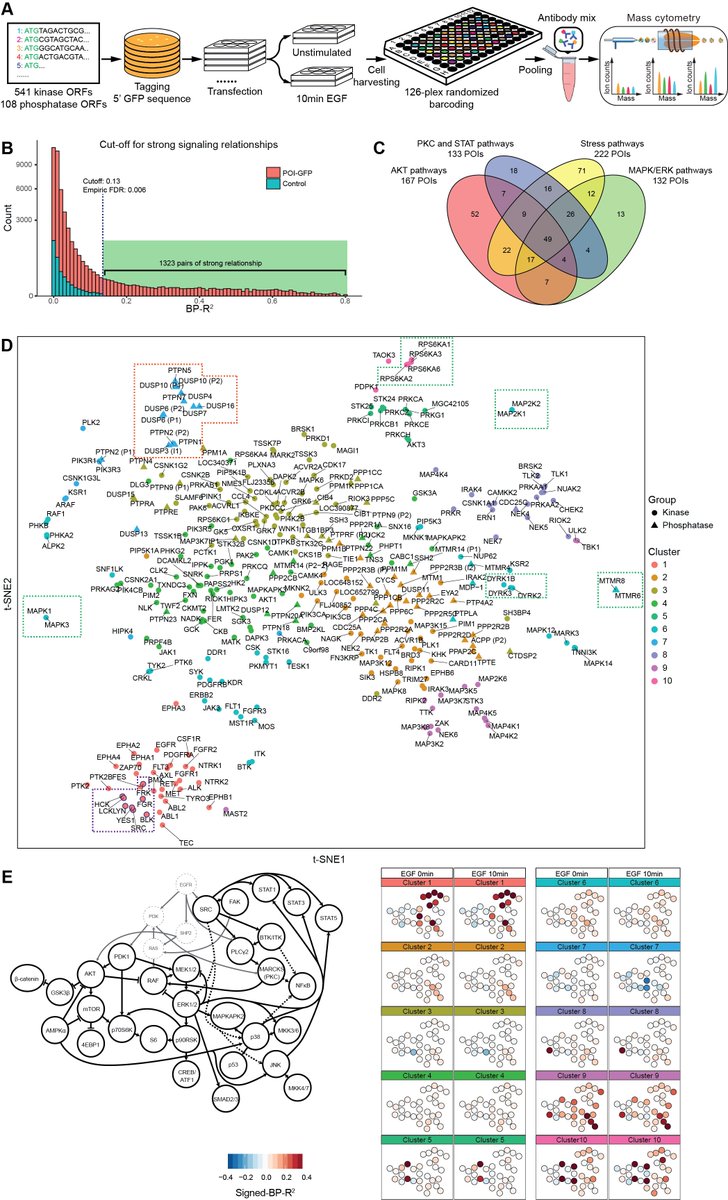 xiaokang_lun's tweet photo. How does protein overexpression cause disease? We analyze the signaling network modulation in cells that individually overexpress 649 kinases and phosphatases and tell you the answer: https://t.co/GUAuSJHoAb
@BodenmillerLab @UZH_Science @sysbiomed #vonmeringlab https://t.co/Up4j24hG5n