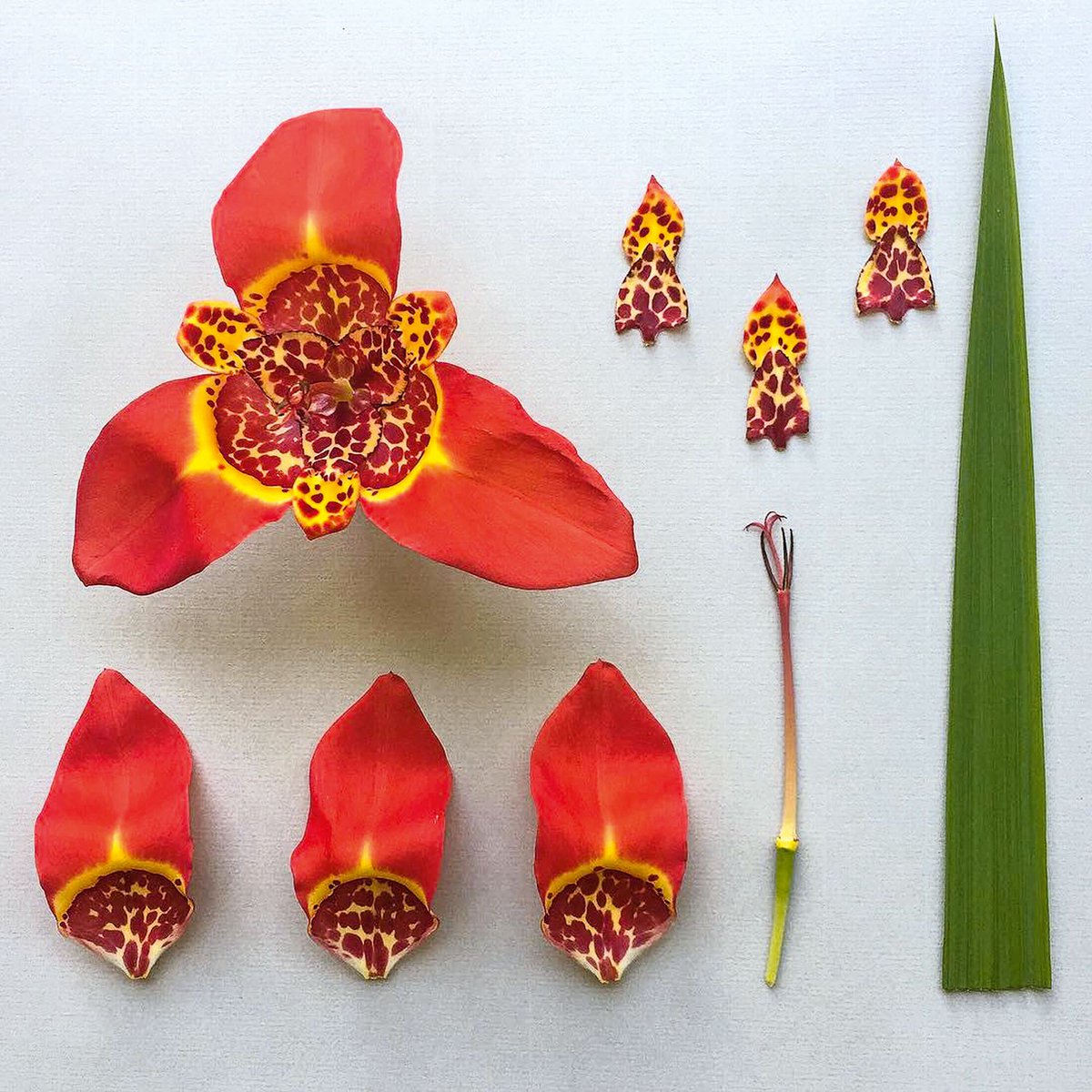 In his new book, The Accidental Botanist, floral designer Robbie Honey deconstructs flowers to reveal their depth, character, and magic. ow.ly/sMsb30jQ3ZR #flowers #photography <a href="/RobbieHoney/">robbie honey</a> <a href="/BooksClearview/">Clearview Books</a>