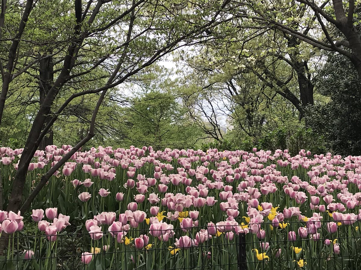 danablanton_nyc's tweet photo. Can your morning commute match this?  ❤️@CentralParkNYC ❤️ https://t.co/KyoyJ2SY1K