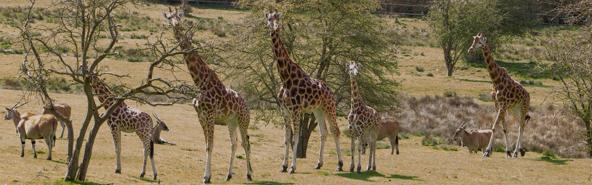 Africa or Kent? #AfricanExperience #Giraffe #Eland @portlympnepark