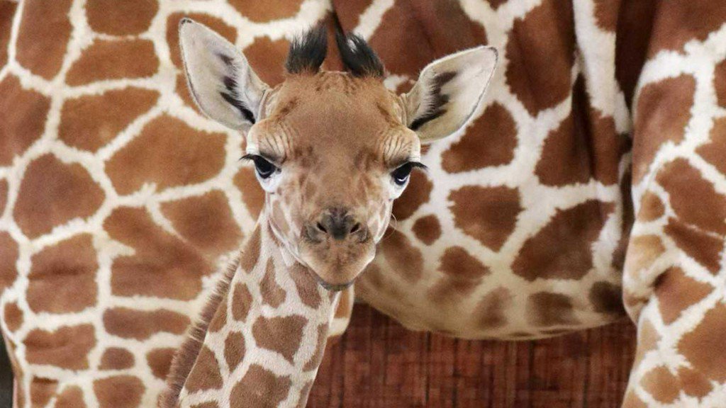 wfaa's tweet photo. The Dallas Zoo named its newborn giraffe 'Witten' https://t.co/oVeHcC8O61 https://t.co/tTgMh1bEIj