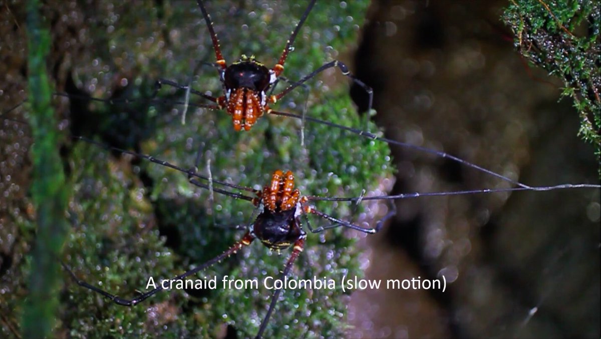 opilio_tracker's tweet photo. ¿Qué estarán haciendo estos dos #opiliones?
Créditos: @solimarygh y Sebastián Uribe
Phareicranaus aff. spinulatus (Familia: Gonyleptidae)
📍Colombia

#arácnidos #naturaleza #increíble #harvestmen #daddylonglegs #arachnids #nature #amazing #colombia #opiliotracker #opilião https://t.co/KVDNkdeAQc