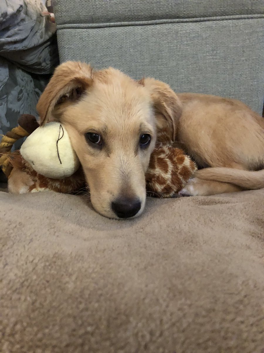 chooseobryans's tweet photo. Introducing our new family pet! A Golden Retriever & Lab Mix "Bentley" and the O'Bryan's Pet of the Week!
940-566-5899
https://t.co/o6jzJHUCv6
#carpetcleaning #waterdamage #obryans #dentonlocalbusiness #petoftheweek https://t.co/NJcIpRSWJ1