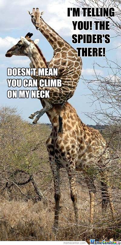 CorderPest's tweet image. Even Giraffes are afraid of spiders. :) #pesthumor #spiders