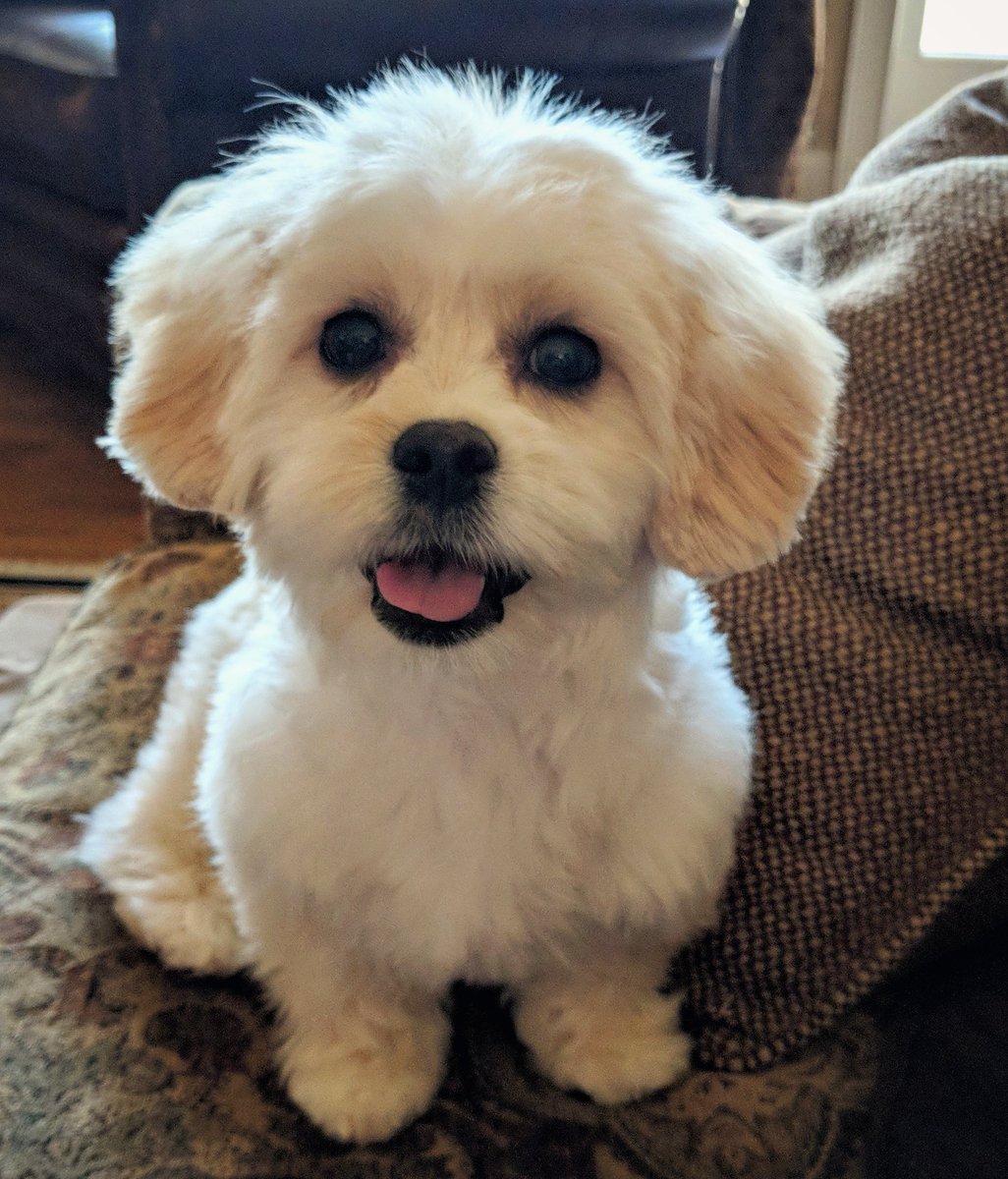 Peekapoo Haircut vlr.eng.br