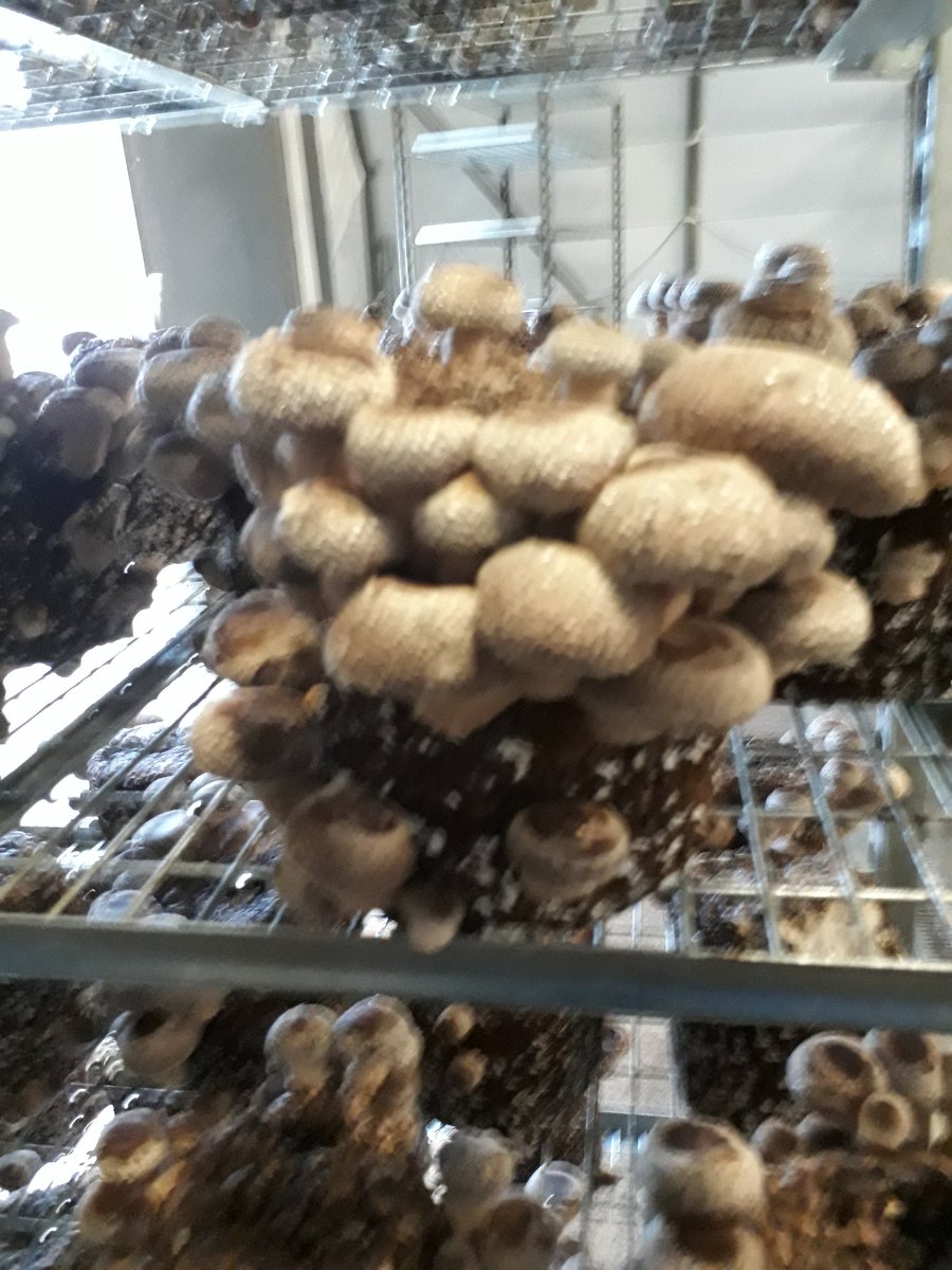 <a href="/SmithyMushrooms/">Smithy Mushrooms</a>  we do love an impromptu visit of the shiitake sheds on Friday night 👋👋