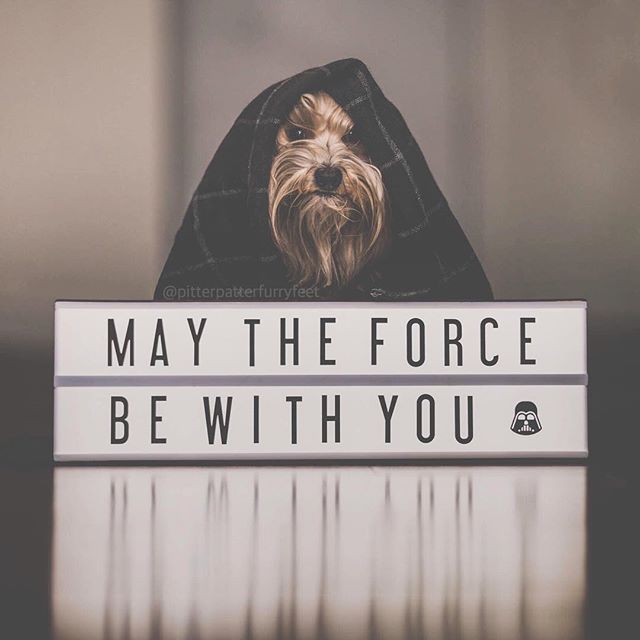 PetableCare's tweet photo. May The 4th Be With You!
.
📷 Toronto, ON Alice, Finnegan &amp; Oliver 
.
#petable #appforpets
#dog #havanese #bestwoof #starwars #toronto #starwars #maytheforcebewithyou https://t.co/J8tuy8tLfh