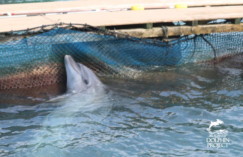 Dolphin_Project's tweet photo. "Most people who visit dolphinariums never ask the right questions. They ask things like 'what’s the dolphin’s name’ instead of 'how did the dolphin get here’”? ~ @RichardOBarry 
Learn the facts about captivity: https://t.co/o0ein7CF01 #DontBuyATicket #DolphinProject https://t.co/lmcutXKGUc