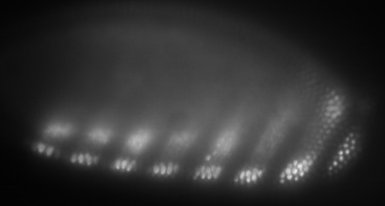 haesleinhuepf's tweet photo. As it is #StarWarsDay: let's try #LightSaberMicroscopy on Drosophila to study #scattering photons entering the yolk. #XWingScope #MayTheYolkBeWithYou https://t.co/8XZSUQ26sI