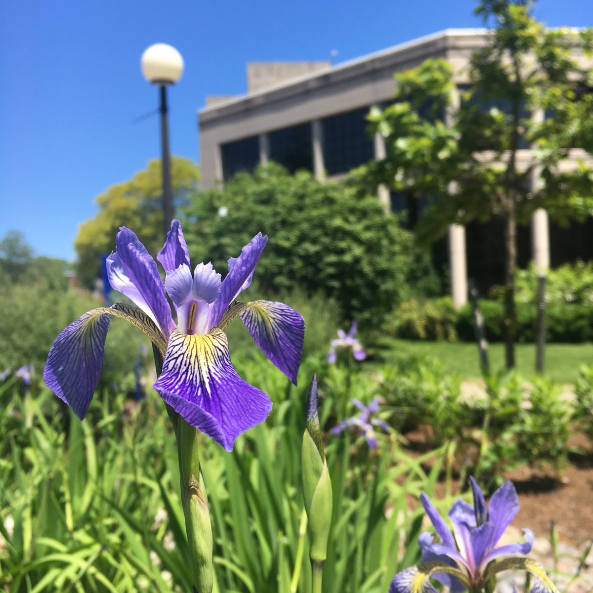 rocRMSC's tweet photo. It's Iris Day! Irises make great rain garden flowers—and they're just about the prettiest green infrastructure there is: https://t.co/Zd1OJoRSj6 #RMSCgreen https://t.co/XRDBBxgqiB