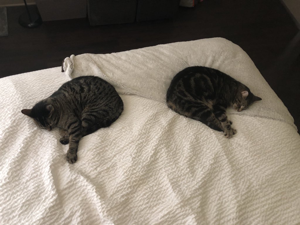 RumpleCrazyCat's tweet photo. Friday shenanigans https://t.co/Im06wvQyVo