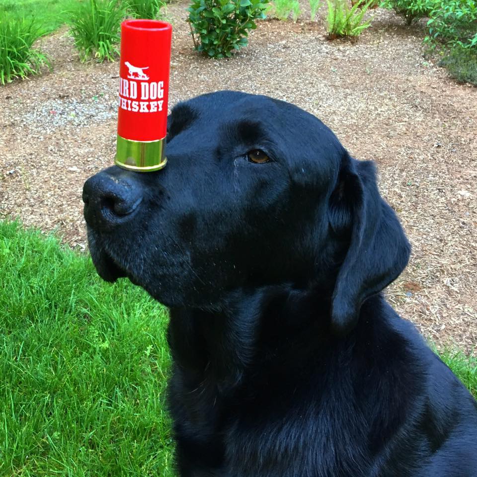 birddogwhiskey's tweet image. This is how Friday's look at the Bird Dog office!  Ruff week..who needs one? 
..
..
..
..
#Pourmeone #Maybetwo #BirdDog #Friday #shots #flavoredwhiskey