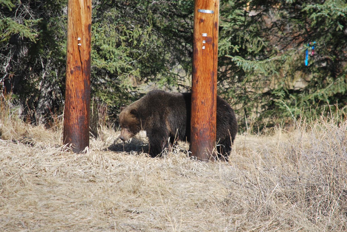 The bears are out! Make sure that when you gear up for your adventure, #BearSpray is at the top of your list! If you see any wildlife while you’re in the park, please report the sighting to Banff Dispatch: 403-762-1470. Here is this week’s #BearReport: ow.ly/246e30jOWks