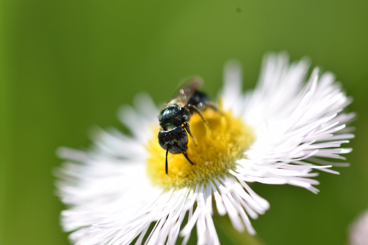 Volume 2 of KSR critters. <a href="/eebtoronto/">University of Toronto EEB</a> #EEBPics