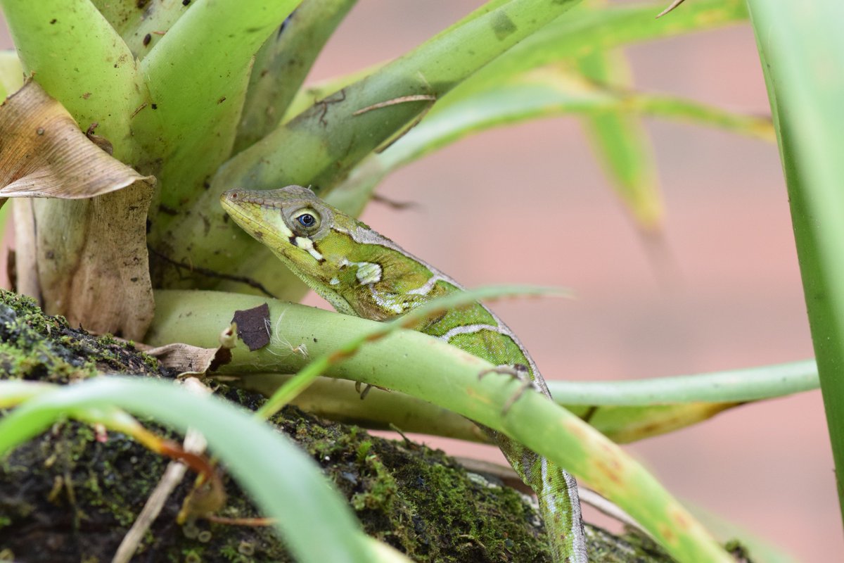 And finally some herps from the Dominican Republic. <a href="/eebtoronto/">University of Toronto EEB</a> #EEBPics