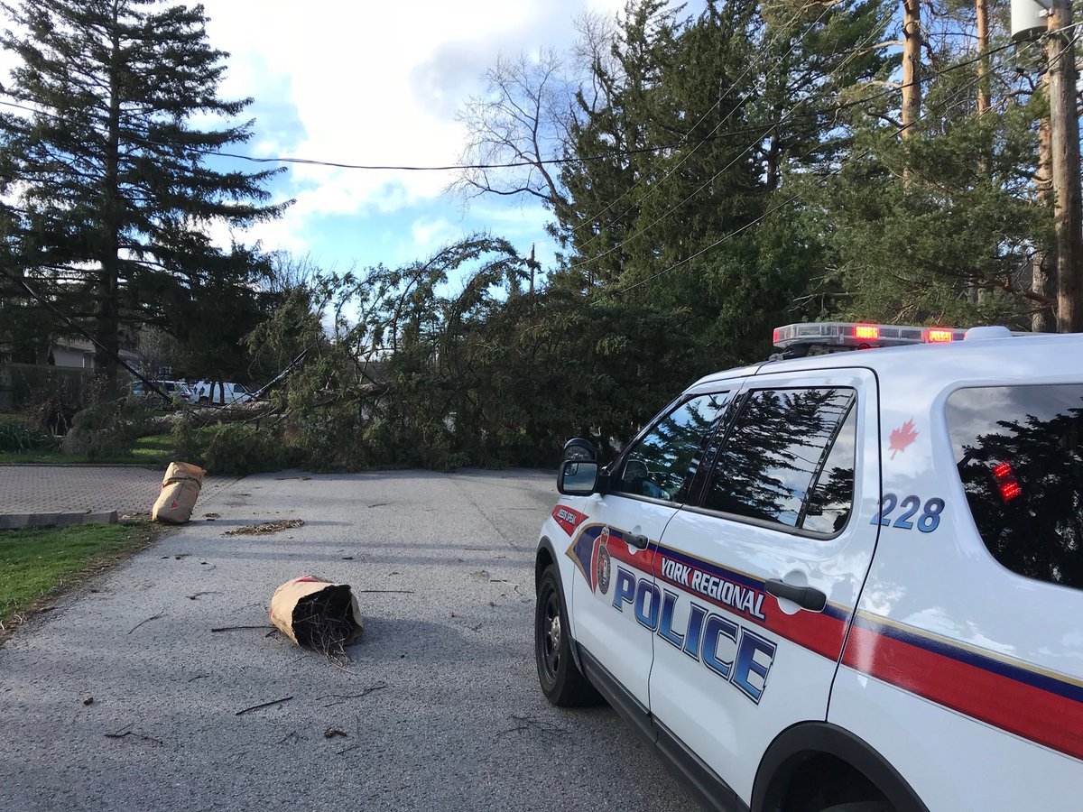 rwaksmanglobal's tweet photo. @YRP officer on duty as huge evergreen falls across cul de sac in Thornhill ON during #WindStorm taking power line with it https://t.co/PT3YJCDjSv