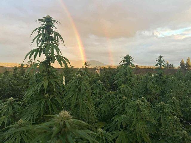 420_evaluations's tweet photo. And into the forest I go, to lose my mind and find my soul💚
https://t.co/kHFDV8zJNn https://t.co/qUEab5FBCn