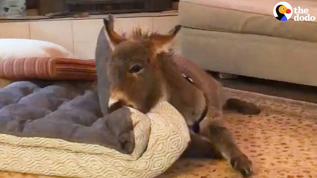 UR_FreshForLife's tweet photo. Check out this Tiny Donkey. He was born with liver problems and became a well-trained house pet. He is SOOO CUUUTTEE!!!   
https://t.co/y2neyATnpZ
#housedonkey  #funnyhousepets #donkey #bigheart #freshforlifearts https://t.co/pj9x7AavJG