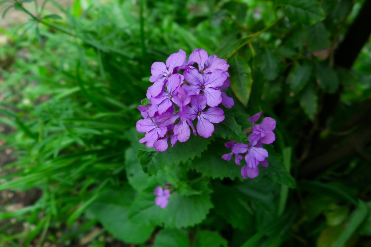 #bbcsnooker #NationalGardeningWeek @montysdognigel  Why can't @BBCTwo display some #honesty and admit they are wrong to cancel #gardenersworld when sport is on #licencepayersdeservebetter #rubbishsheduling #getagripbbc @bbcpointsofview