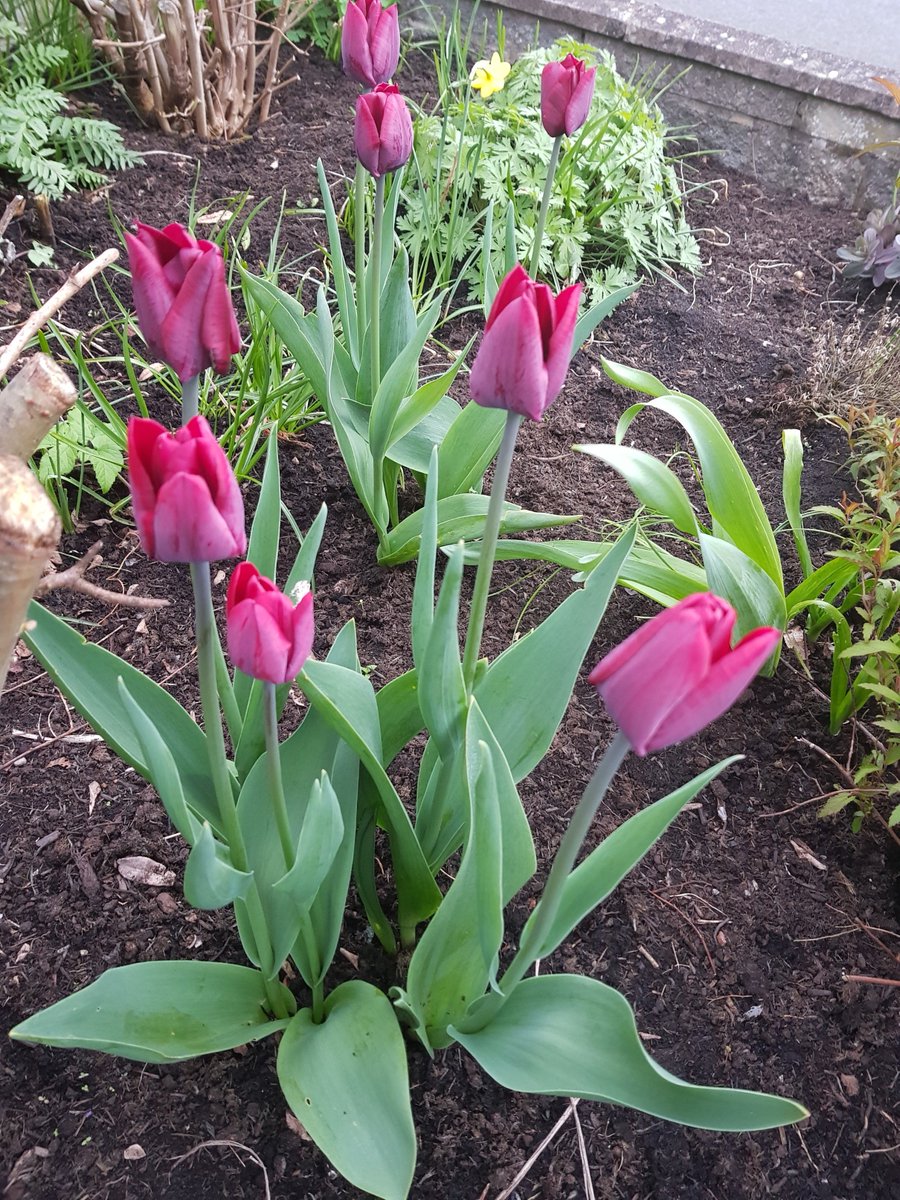 Reds in a really good formation in the bed. Stop snookering our gardening! #bbcsnooker #gardenersworld #NationalGardeningWeek