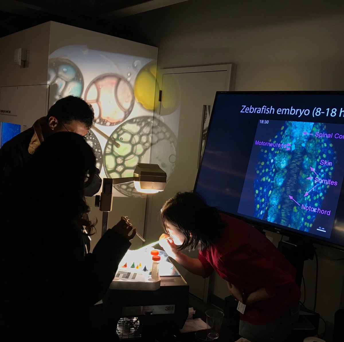 frazierarchive's tweet photo. Our #UCSF intern exploring how cells form patterns with bubbles @exploratorium. #proudmentor #c3STC https://t.co/FqljHsjUqk
