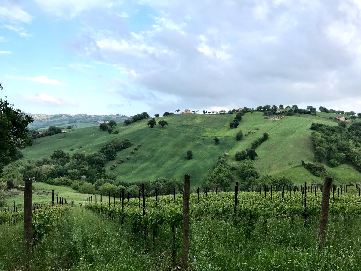 viaggiaescopri's tweet photo. Altra tappa interessante tra i #MontiAzzurri è #Colmurano dove si trovano le @CantineSaputi, azienda agricola produttrice di vini di alta qualità che raccontano il territorio attraverso gli aromi e i sapori. #winetasting obbligatoria! #Marche
#montiazzurritraterraecielo https://t.co/HFcJdU0F55
