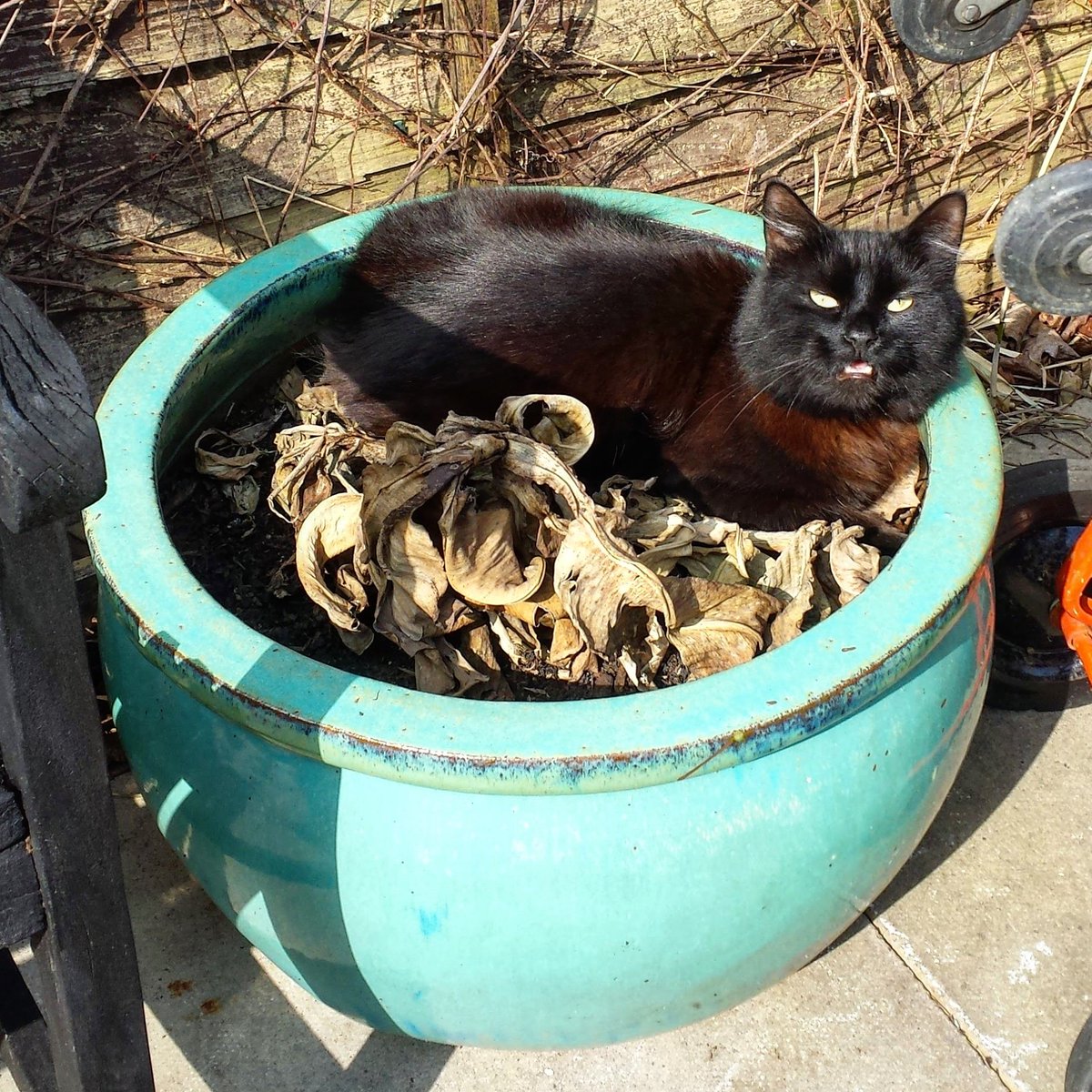 arianawimsett's tweet photo. Kitty found a new bed in a flower pot at the bottom of the garden ๐๐
.
.
#cat #cats #catlover #catowner #petlover #pets #petowner #sleepingcat #blackcat #catingarden #catinbed #cutecat #cuddlycat #lovecats #craftinghappiness #Kitty #catinpot #catinflowerpot #sleepingplace https://t.co/2SnTRCpjAd