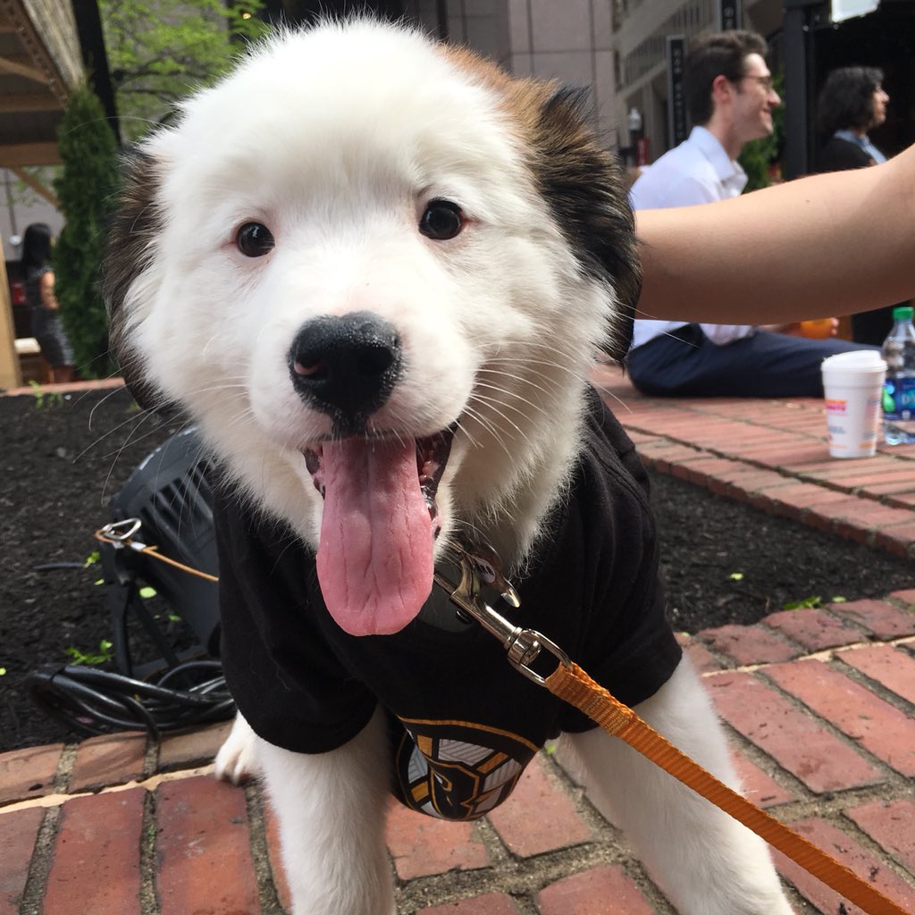 City of Boston on Twitter "Puppies on the Plaza. We repeat Puppies on