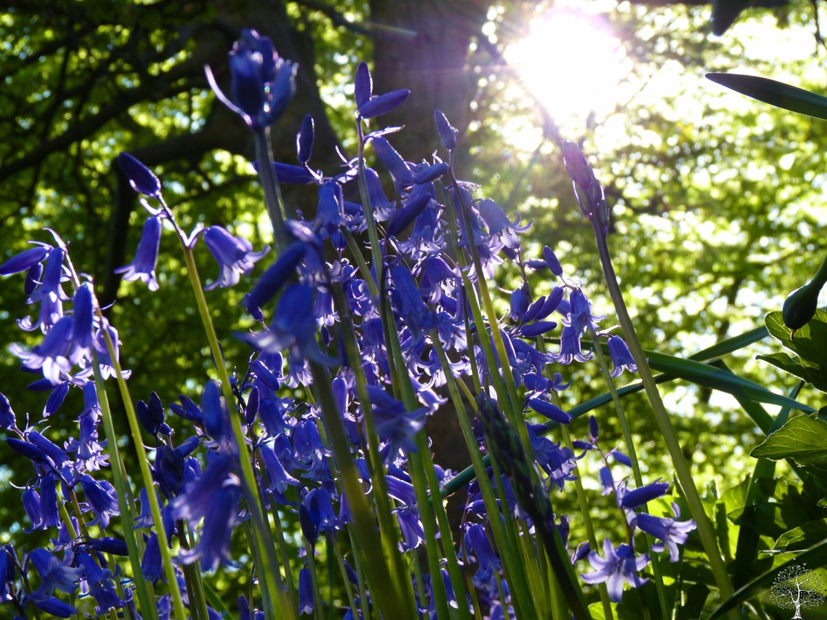 SanjeePerera1's tweet photo. Another cheeky break from thematic analysis today, spent in the garden, producing more photos from the lake of azure #bluebells that have flooded the flowers beds this #spring. #GardenersWorld #NationalGardeningWeek #BluebellChallenge #wildflowerhour #HyacinthoidesNonscripta https://t.co/kPQhIyFkhk