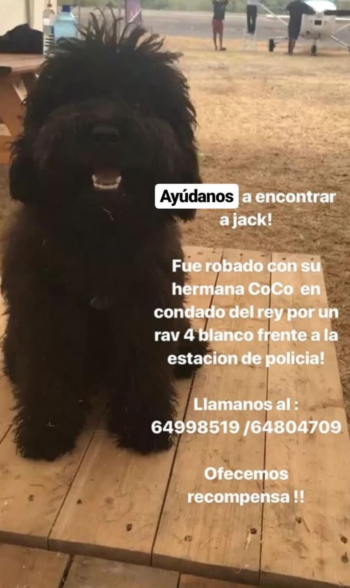YessiBC19's tweet photo. Ayudaaa!! Porfa compartiiirr!! Estamos buscando a Jack y Cocooo.. cualquiera noticiaa avisen!! https://t.co/v10q4N7hN7