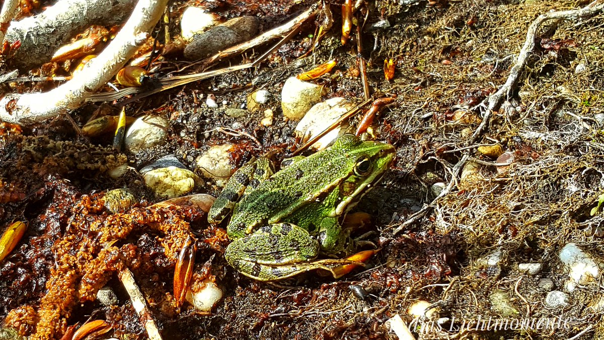 LLichtmomente's tweet photo. Begegnungen am Wegesrand ....
#achtungvorallenlebewesen #frosch #begegnungenamwegesrand #schönheitdernatur #Liebe #love https://t.co/5GmQDjBc2Y
