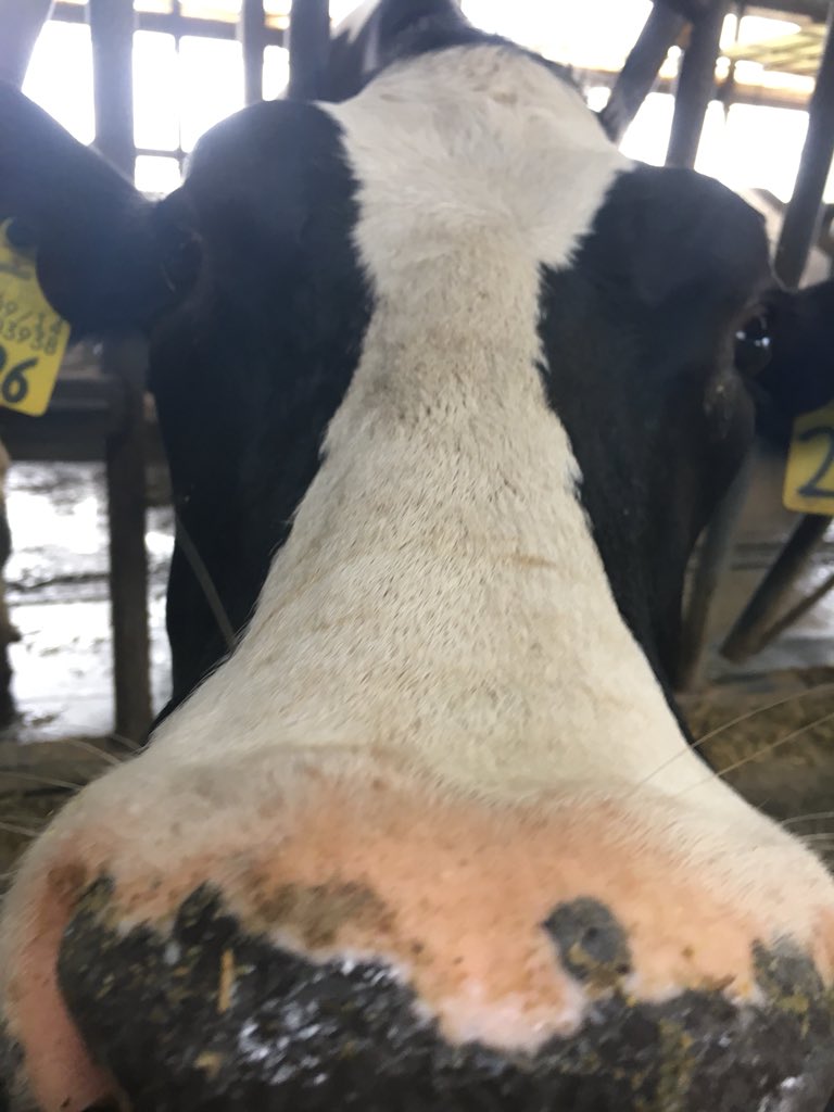 Kinder_Quick's tweet photo. It was an amazing day at @kuehnertdairyfarm! We had quality time with the calves, milked a cow, watched the automated milking process and said hi to our favorite 7th generation family member. 😉A fabulous family operation start to finish! #supportlocalbusiness @AESPanthers https://t.co/QXVFHqwpvJ